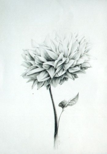 FLOWER FLOWER